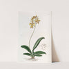Ciliated Oncidium by Sydenham Edwards