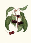 Ciliega Napoletana. [Cerasus Duracina ; Hard-fleshed cherry]