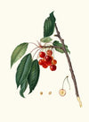 Ciliegia acquajuola. [Cerasus ; Ciliegio acquaiolo ; Cherries]