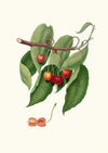 Ciliegia duracina rossa. [Cerasus cordiformis duracina ; Cherry]