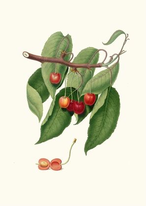 Ciliegia duracina rossa. [Cerasus cordiformis duracina ; Cherry]