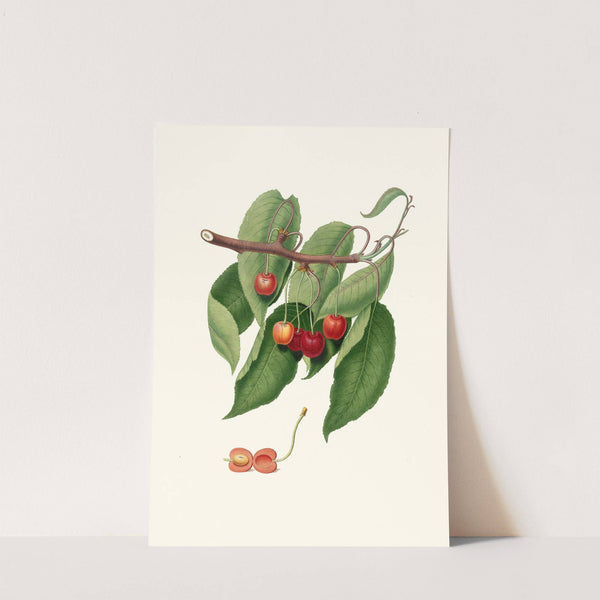 Ciliegia duracina rossa. [Cerasus cordiformis duracina ; Cherry] by Giorgio Gallesio