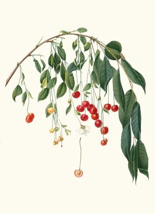 Ciliegia Progressiflora. [Cerasus visciola ; Visciola Cherries]