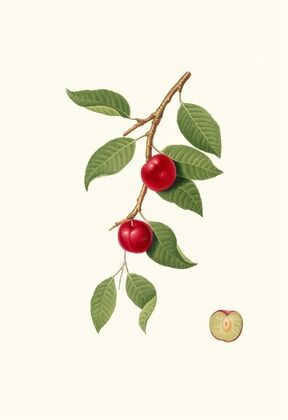 Ciliegia Susina. [Myrobalan plum, cherry plum]