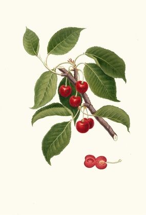 Ciliegia visciola. [Cerasus visciola ; Sour cherry]