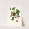 Ciliegia visciola. [Cerasus visciola ; Sour cherry] by Giorgio Gallesio