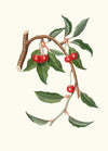 Ciligia viscilina. [Ciliegio visciolino ; Cherry]