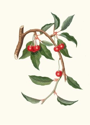 Ciligia viscilina. [Ciliegio visciolino ; Cherry]