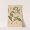 Cinchona officinalis (1893) by George Nicholson