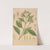 Cinchona officinalis (1893) by George Nicholson