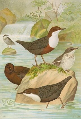 Cinclus cinclus aquaticus, Cinclus cinclus, Cinclus Pallasi Temm