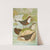 Cinclus cinclus aquaticus, Cinclus cinclus, Cinclus Pallasi Temm by Johann Friedrich Naumann