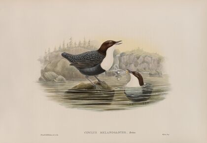 Cinclus malanogaster. Black-bellied Water-Ouzel. (1862-1873)