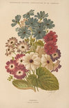 Cineraria (1893)