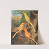 Cinnamon Canaries by W. A . Blakston