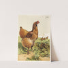 Cinnamon Cochin Hen (1867) by Harrison Weir