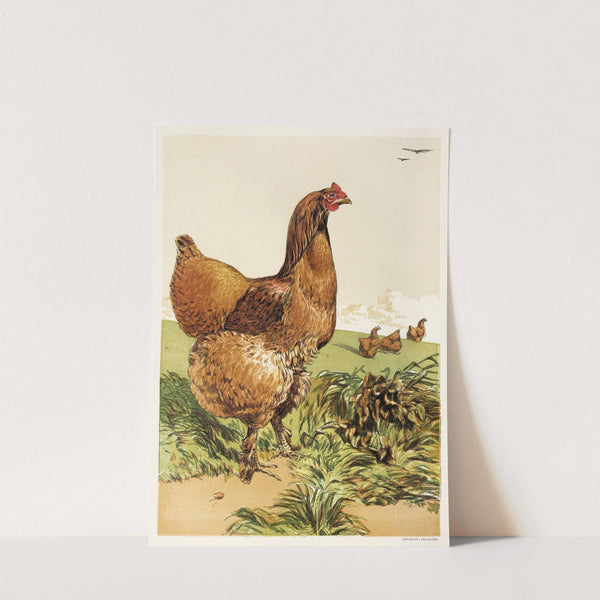 Cinnamon Cochin Hen (1867) by Harrison Weir