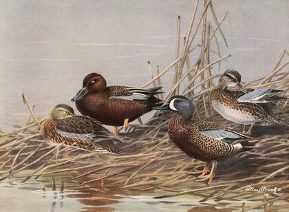 Cinnamon Teal, Blue-Winged Teal (1922-1926)