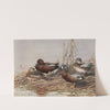 Cinnamon Teal, Blue-Winged Teal (1922-1926) by Allan Brooks