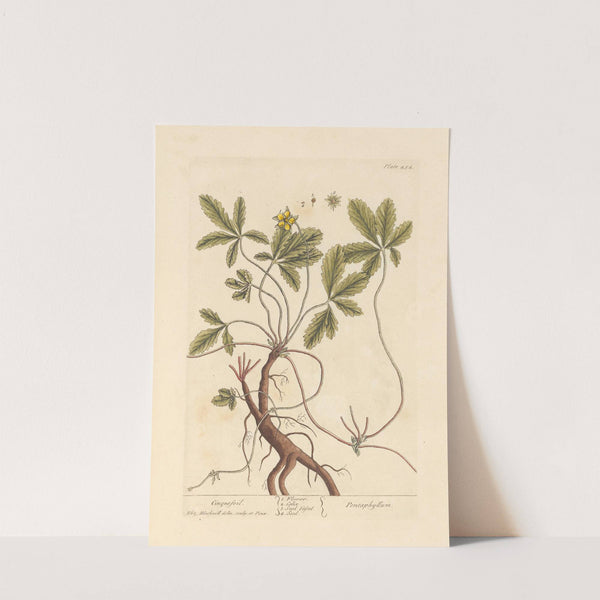 Cinquefoil by Elizabeth Blackwell