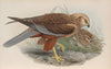 Circus æruginosus. Marsh-Harrier. (1862-1873)