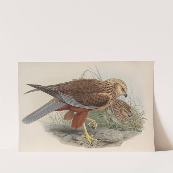 Circus æruginosus. Marsh-Harrier. (1862-1873) by John Gould