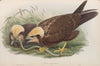 Circus æruginosus. Young. Marsh-Harrier. (1862-1873)