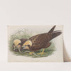 Circus æruginosus. Young. Marsh-Harrier. (1862-1873) by John Gould