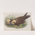 Circus æruginosus. Young. Marsh-Harrier. (1862-1873) by John Gould
