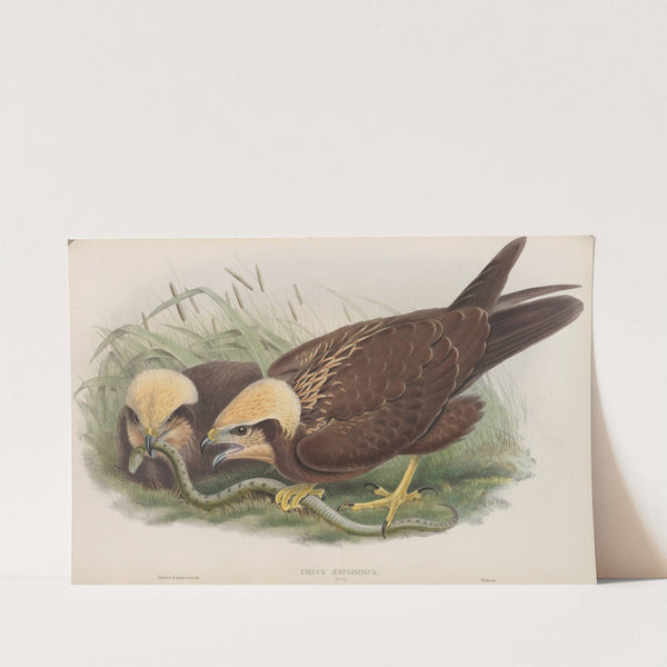 Circus æruginosus. Young. Marsh-Harrier. (1862-1873) by John Gould