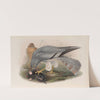 Circus cinerascens. Ash-colored Harrier. (1862-1873) by John Gould