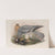 Circus cinerascens. Ash-colored Harrier. (1862-1873) by John Gould