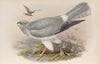 Circus cyaneus. Hen Harrier. (1862-1873)