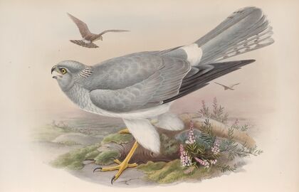 Circus cyaneus. Hen Harrier. (1862-1873)