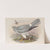 Circus cyaneus. Hen Harrier. (1862-1873) by John Gould