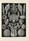 Cirripedia. – Rankenkreble