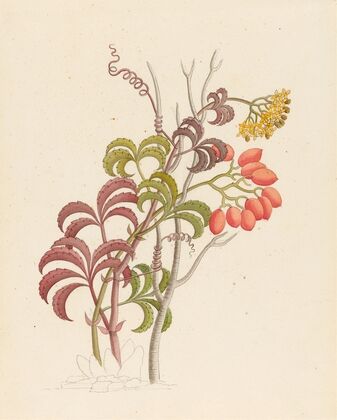 Cisfus Nov. Sp. [Cyphostemma quinatum]