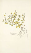 Cistus canariensis