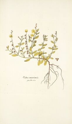 Cistus canariensis