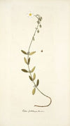 Cistus foetidus