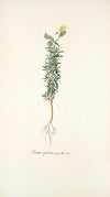 Cistus syriacus