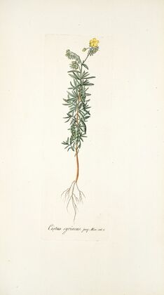 Cistus syriacus