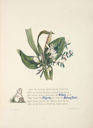Citron, myrrh and balmy reed