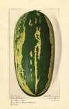 Citrullus lanatus: Tom Watson