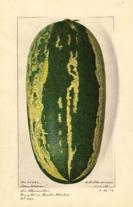 Citrullus lanatus: Tom Watson