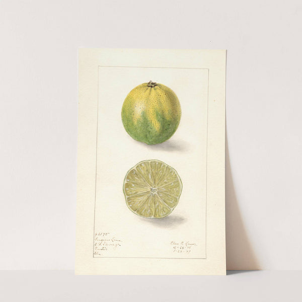Citrus aurantiifolia: Persian Lime by Elsie E. Lower