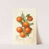 Citrus: Calamondian by Deborah Griscom Passmore