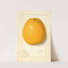 Citrus by Ellen Isham Schutt