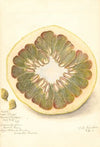 Citrus grandis: 11668 Large