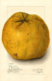 Citrus grandis: Alamoen